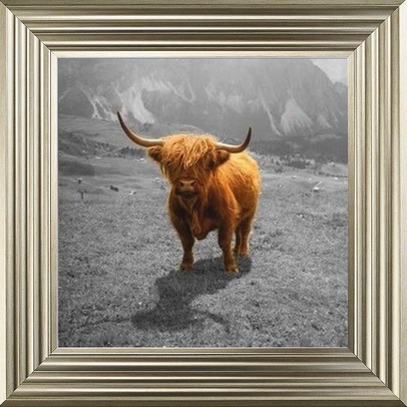 Highland Cow - Colour Splash