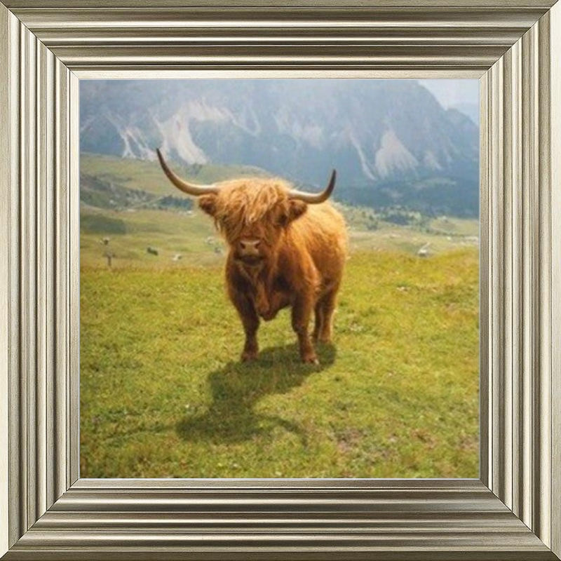 Highland Cow - Colour