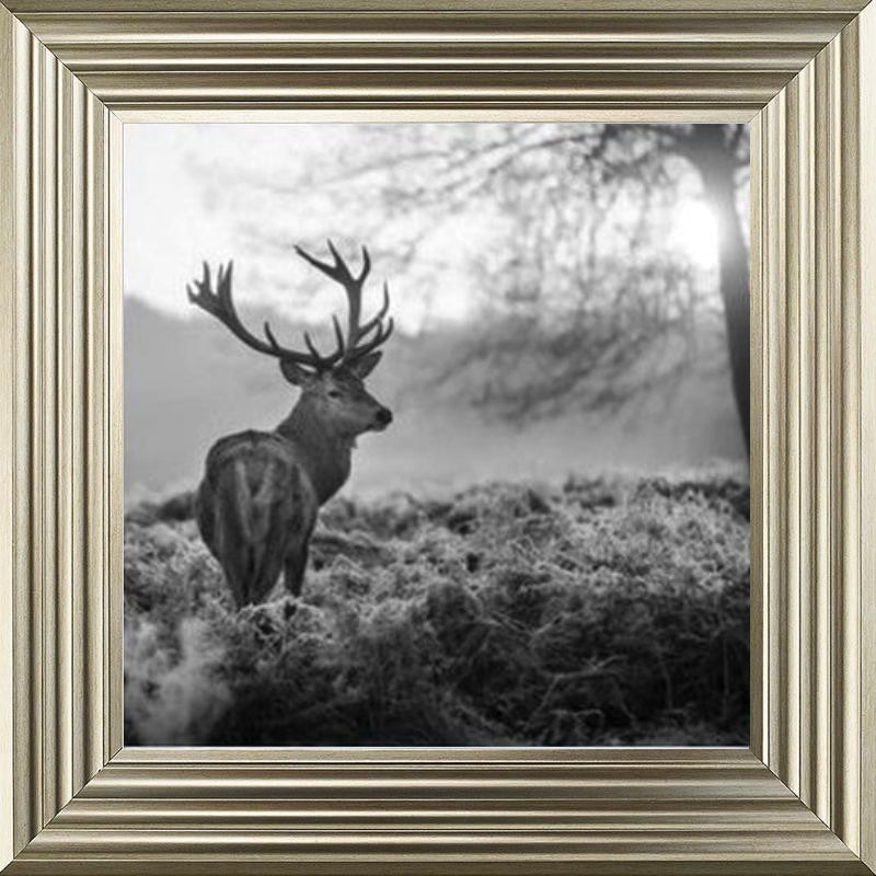 Stag In Golden Sunset - Black and White