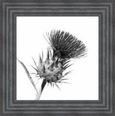 Thistle Black and White