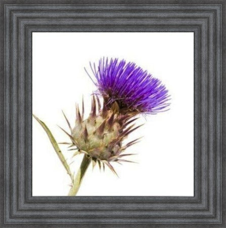 Thistle