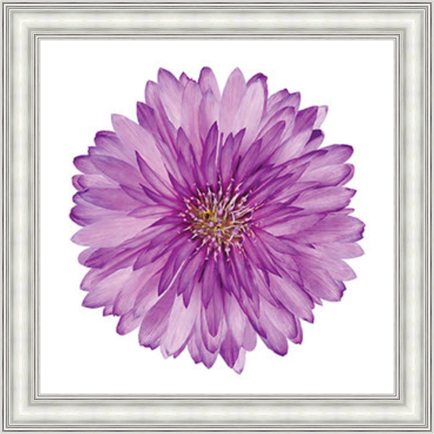 Xeranthemum Mini Liquid Art