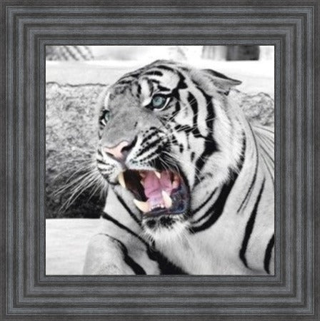 White Tiger Roaring