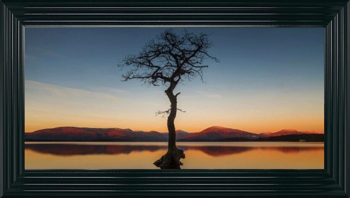 Reflected Tree, Loch Lomond