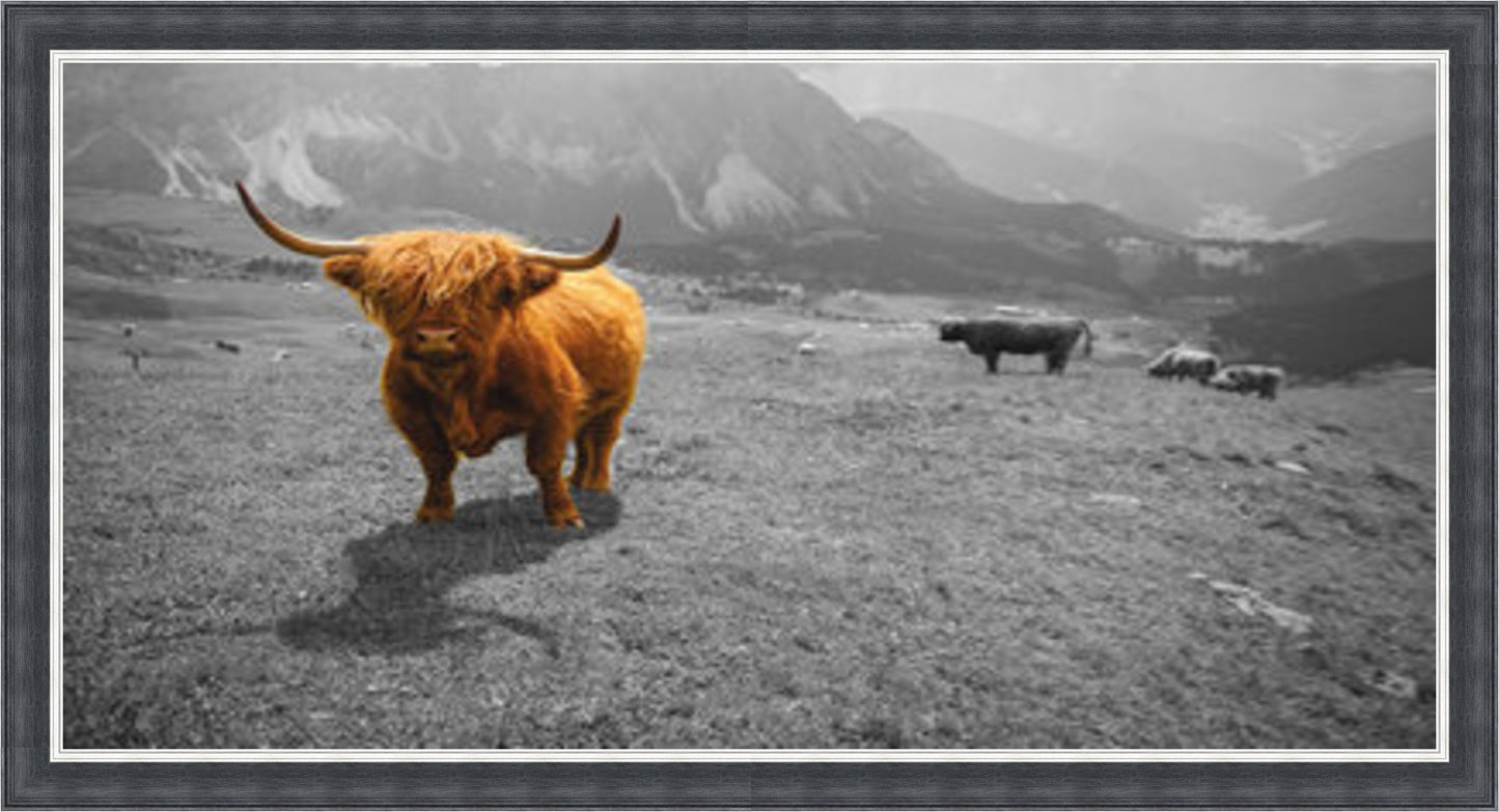 Highland Cow - Colour Burst - Slim Frame