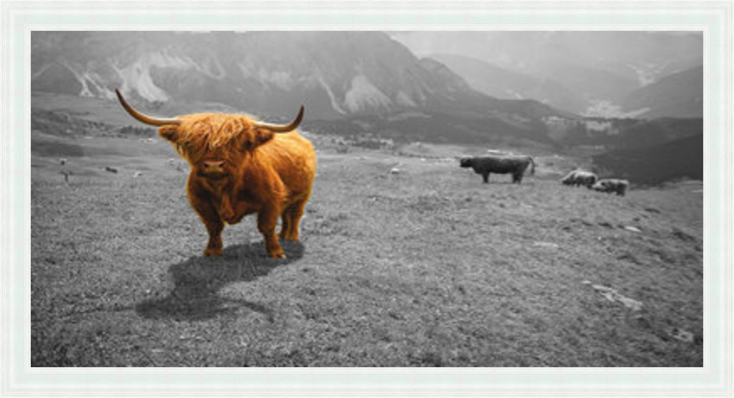 Highland Cow - Colour Burst - Slim Frame
