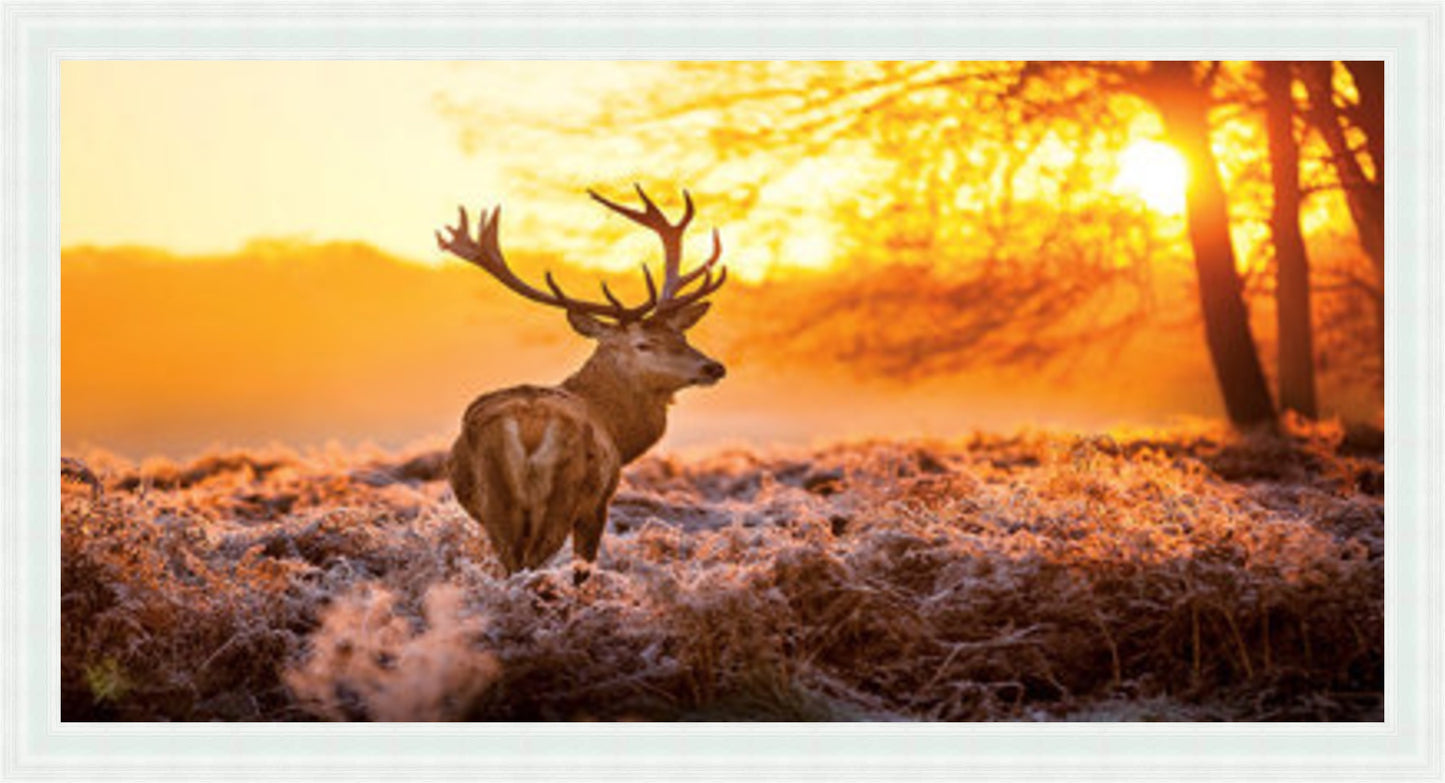 Stag In Golden Sunset Liquid Art