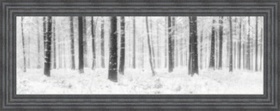 Winter Forest - Black and White