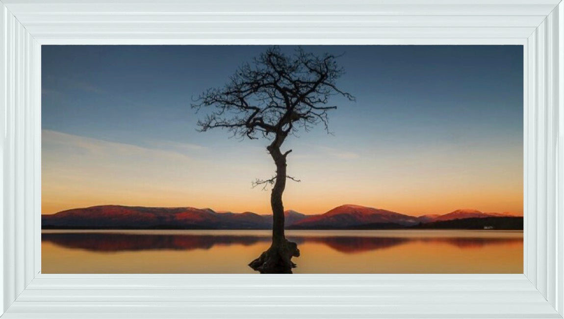 Reflected Tree, Loch Lomond