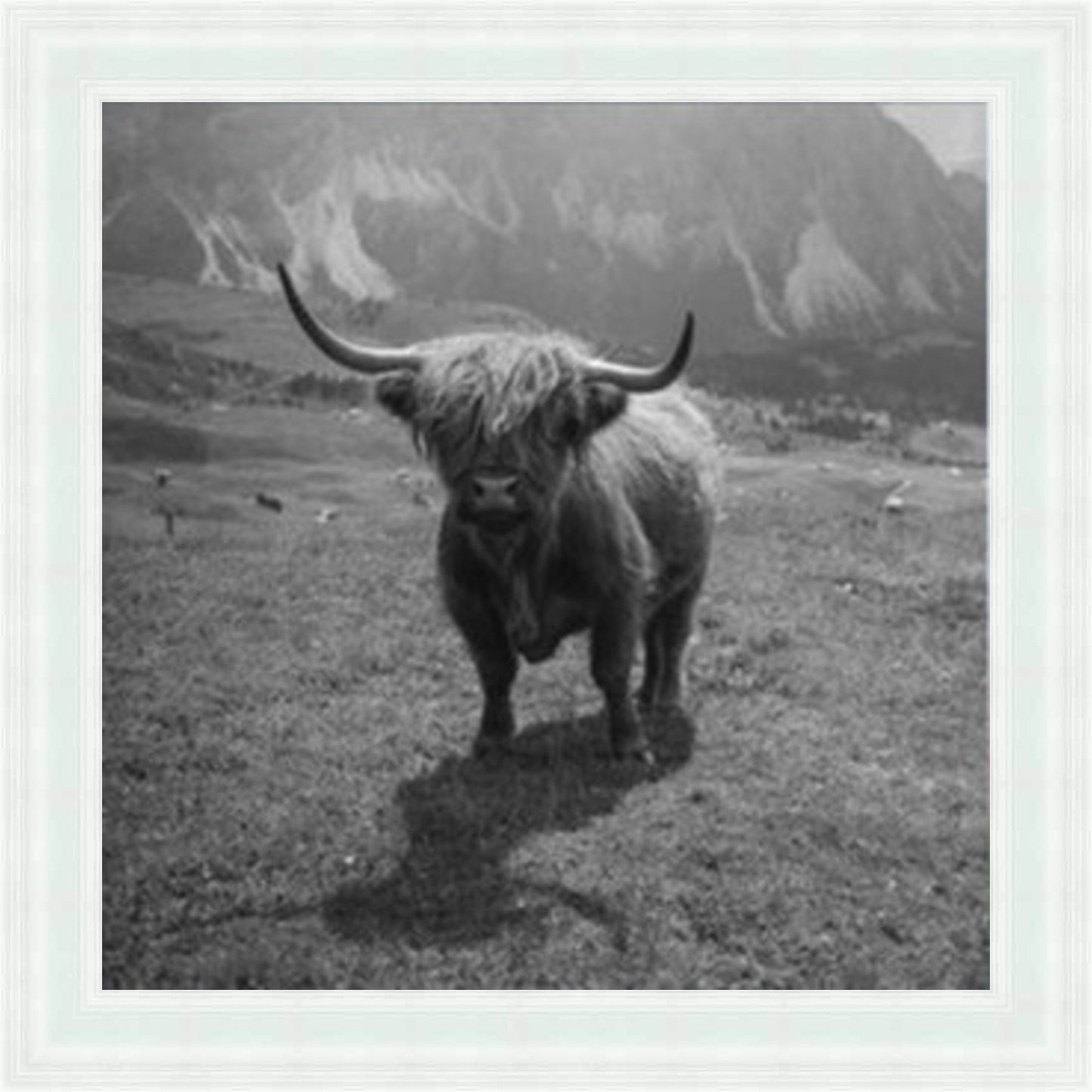 Highland Cow - Black & White - Slim Frame