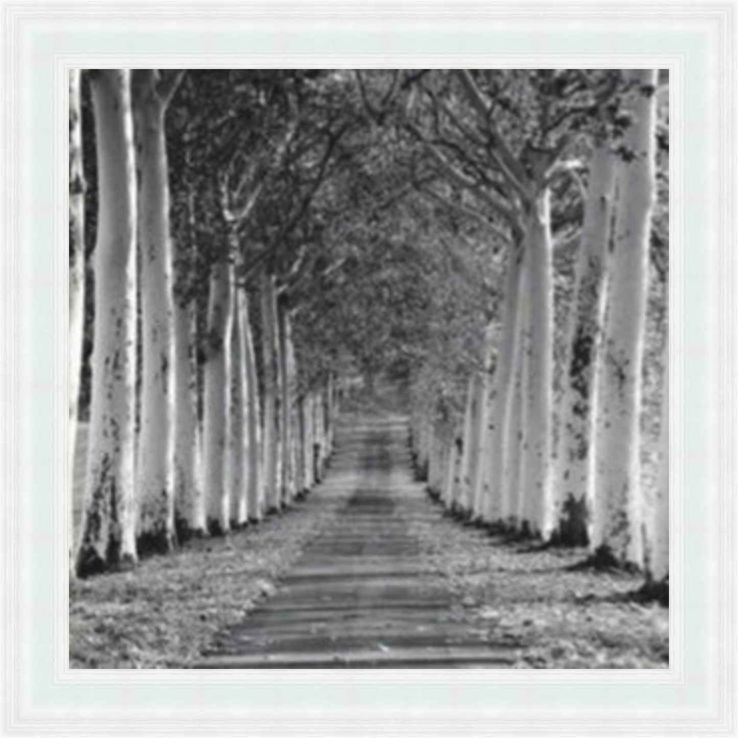 Tree Lined Walk - Slim Frame