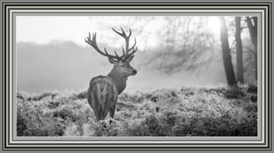 Stag In Golden Sunset - Black and White