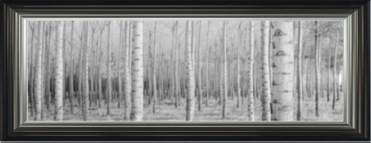 Black and White Forest