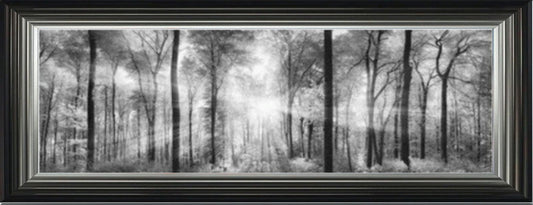 Sunlight Forest - Black and White