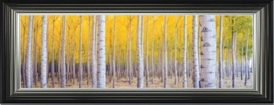 Forest of Silver Birch Trees