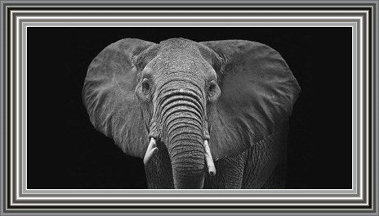 Kenyan Elephant - Black and White