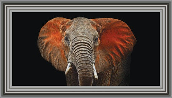 Kenyan Elephant