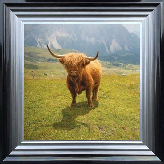 Highland Cow - Colour