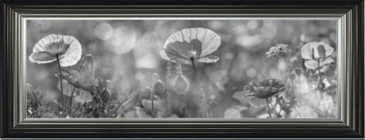 Poppy Field - Black and White