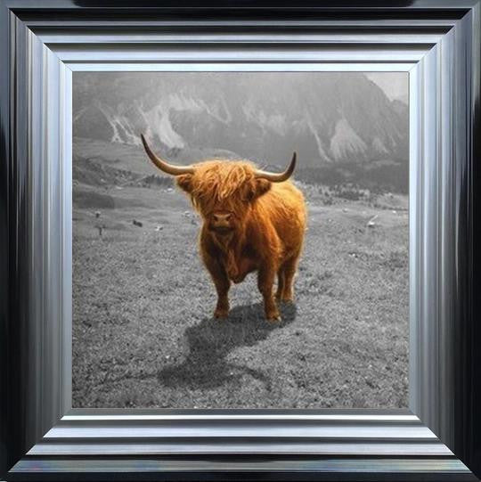 Highland Cow - Colour Splash